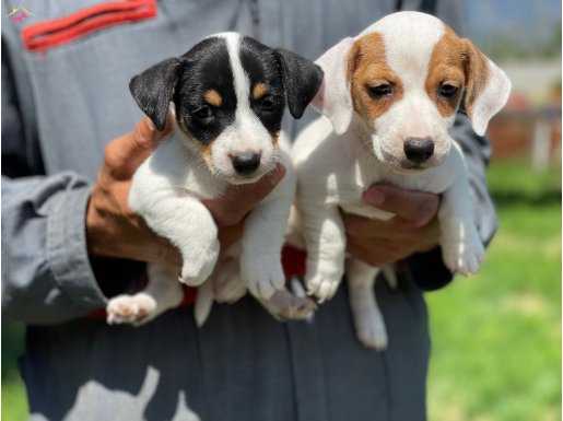 Jack Russell Terrier zıp zıp lar