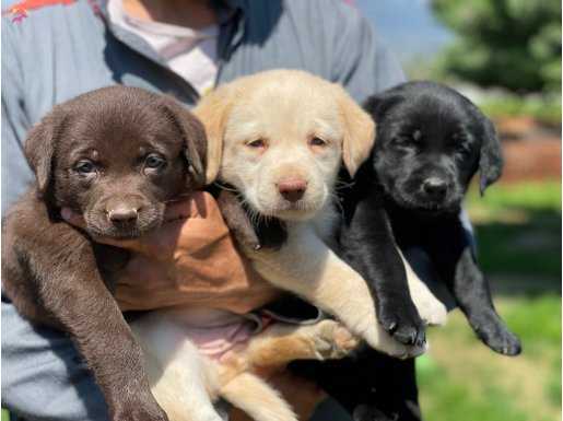 Labrador yavrularımız 