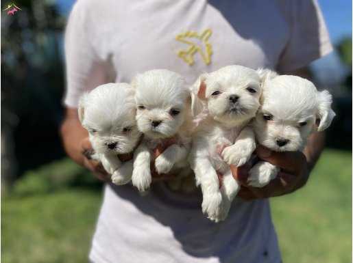 Maltese yavrularımız 