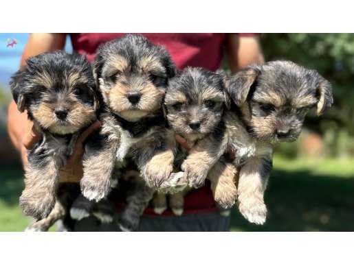 Morkie yavrularımız 