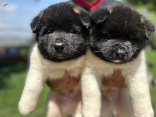 American Akita 