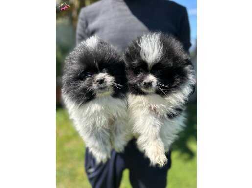 Süslü Pomeranian boo bebisler