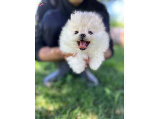 Cüce sevimli kartonu Pomeranian yavrumuz