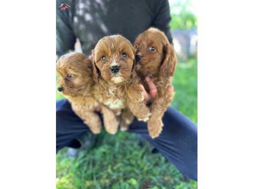 Cavapoo yavrularımız 