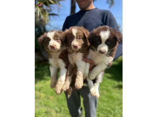 Akıllı border collie yavrularımız 