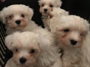 Maltese terrier Yavrularımız 