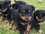 Dişi Rottweiler Yavrularımız 