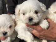 Maltiz Terrier yavrularımız