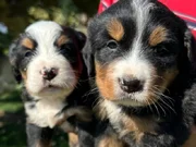 Bernese yavrularımız 