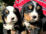 Bernese dağ köpeklerimiz 