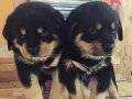 SECERELI ANNE BABADAN ROTTWEILER YAVRULARIMIZ DOG ACADEMY