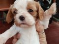 Cavalier King Charles Yavrularımız DOG ACADEMY 
