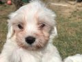 Maltese Yavrularımız 