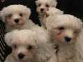 Maltese terrier Yavrularımız