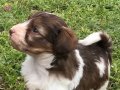 Terrier Yavrularımız 