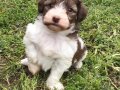 Terrier Yavrularımız 