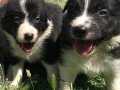 Border Collie Yavrularımız 