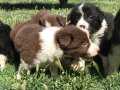  Border Collie Yavrularımız 