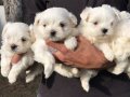 Maltiz Terrier yavrularımız