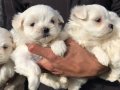 Maltiz Terrier yavrularımız