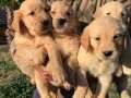 *~BABY FACE GOLDEN RETRIEVER YAVRULARIMIZ  [DOG ACADEMY]~*