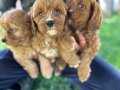 Cavapoo yavrularımız 