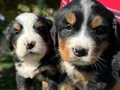 Bernese yavrularımız 