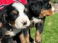 Bernese yavrularımız 