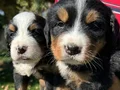 Bernese yavrularımız 