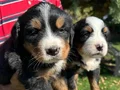 Bernese yavrularımız 