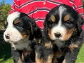 Bernese yavrularımız 