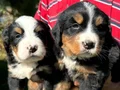 Bernese dağ köpeklerimiz 