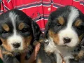 Bernese dağ köpeklerimiz 