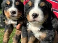 Bernese dağ köpeklerimiz 
