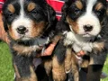 Bernese dağ köpeklerimiz 