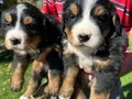 Bernese dağ köpeklerimiz 
