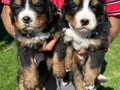 Bernese dağ köpeklerimiz 