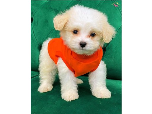 HAVANESSE TERRİER CİNSİ 