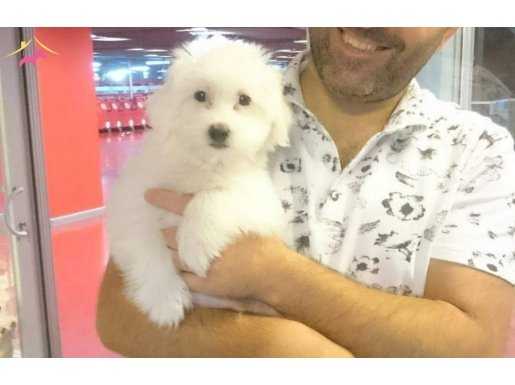 MALTESSE TERRİER  0 NUMARA 