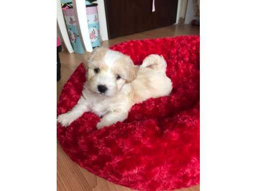 MALTİPO CİNSİ 0 NUMARA 