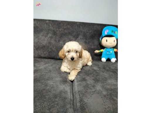 MALTİPO CİNSİ 