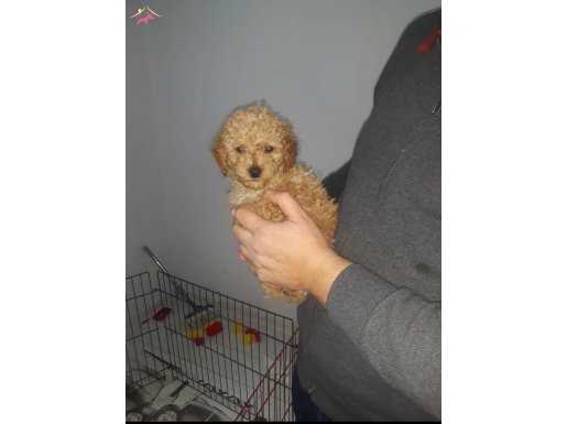 MALTİPO CİNSİ 