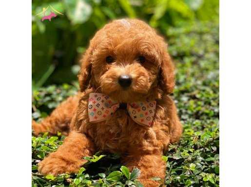 TOOY POODLE RED BROWN KIPKIRMIZI YAVRUMUZ 