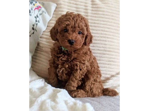 TOOY POODLE YAVRUMUZ 