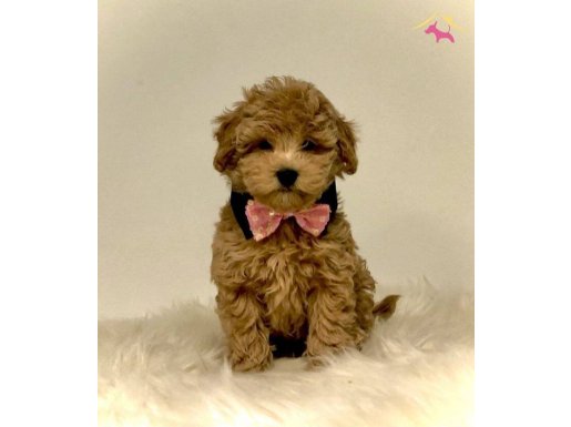 TOOY POODLE EVCİLBEBEKLER 