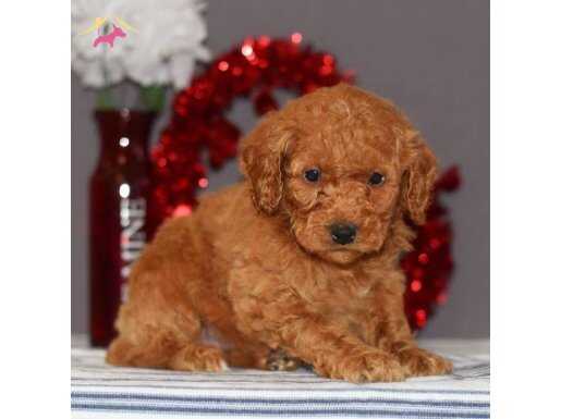 TOOY POODLE  KIZIL KIPKIRMIZI YAVRUMUZ 