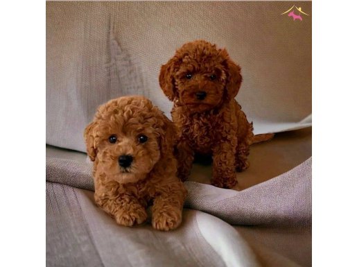 TOOY POODLE RED BROWN KIPKIRMIZI YAVRUMUZ 