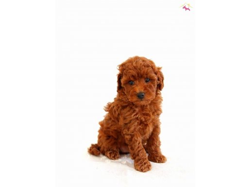 Tooy poodle mini puppy boy yavrular 