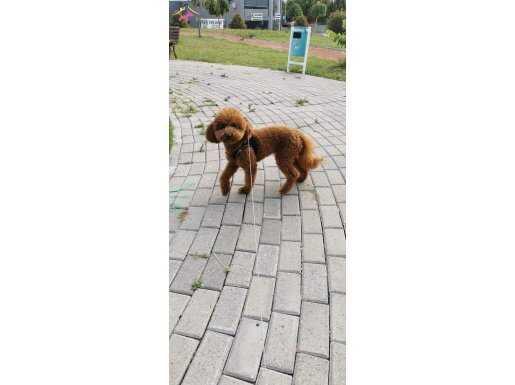 Tooy poodle cinsi şirin bebekler 