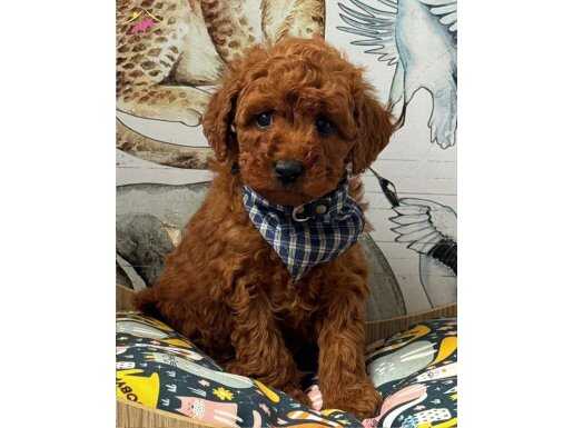 TOY POODLE SEVİMLİ YAVRULAR EV ÜRETİMİ 